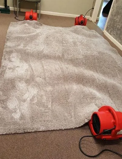 Carpet Cleaning Results